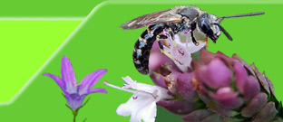 Wildbiene