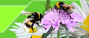 Wildbienen-1