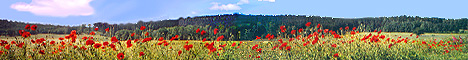 Mohnblumen