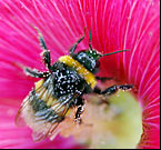 Hummel