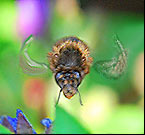 Wildbienen