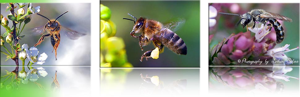 Bienen und Wildbienen
